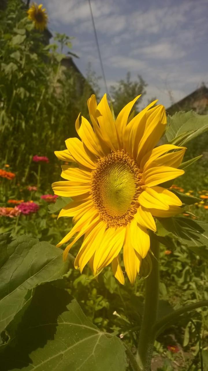 Ojakh Dilijan Exteriör bild